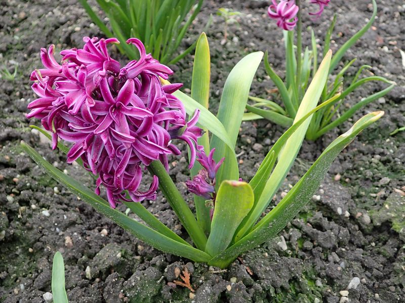 Гиацинт — 95 фото как посадить и вырастить красивое садовое растение