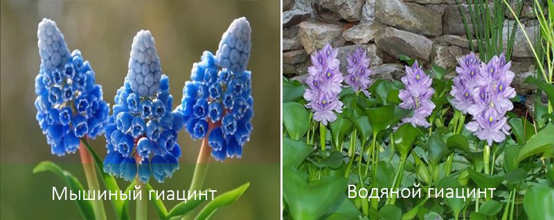 Разновидности цветка