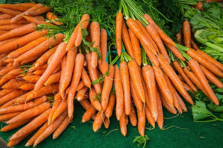 осенняя посадка моркови под зиму сорта
