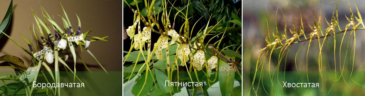 Виды орхидеи брассии