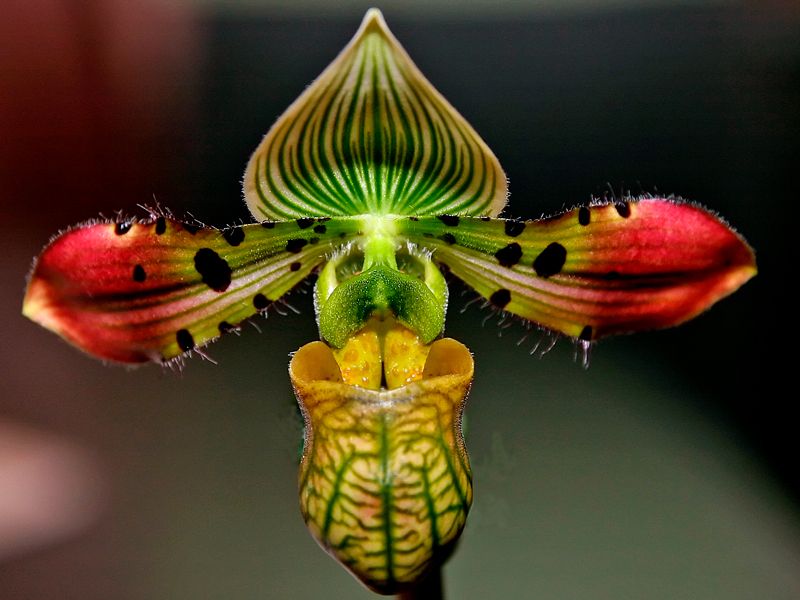 Башмачок цветок фото. Венерин башмачок (Paphiopedilum): описание видов, уход и выращивание
