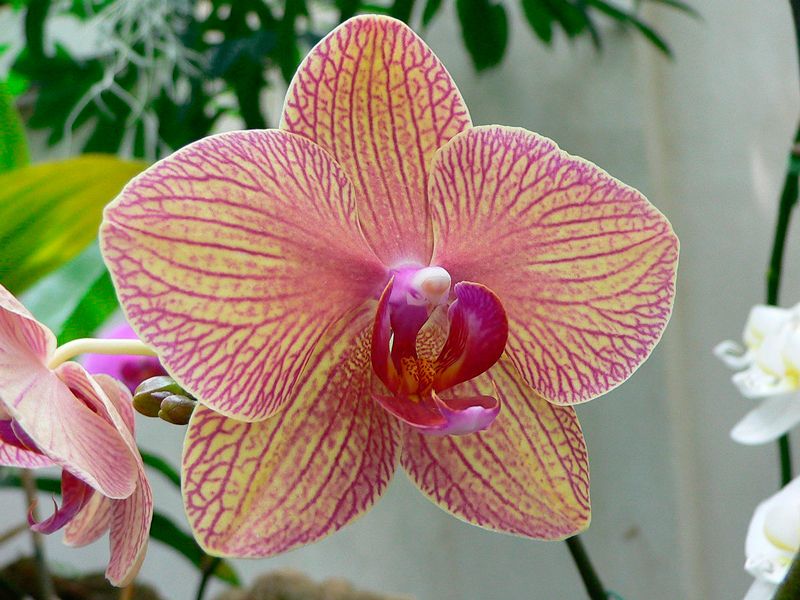 Фотография орхидеи фаленопсис