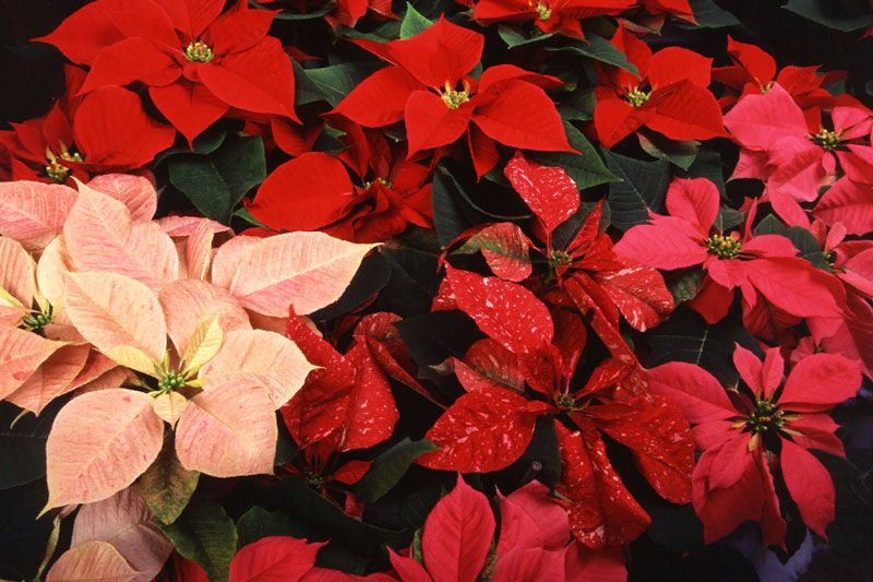 Как называется новогодний цветок с красными листьями (пуансеттия)