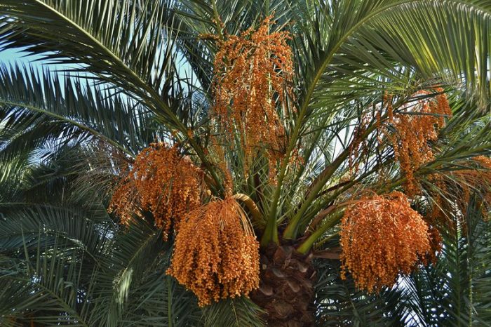 Описание финиковой пальмы
