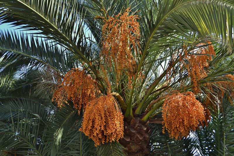 Финиковая пальма характеристика разновидностей