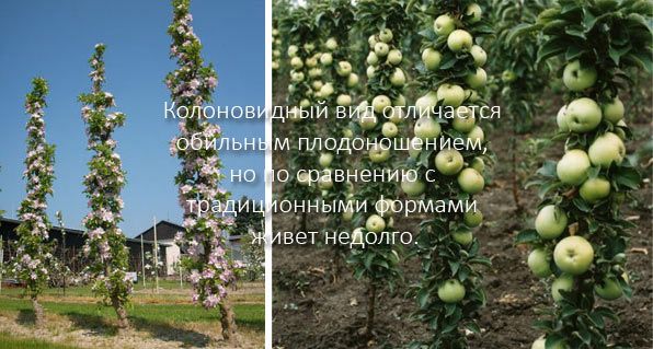 Особенности колоновидной яблони