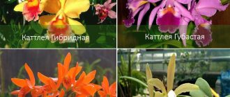 Виды каттлеи орхидеи