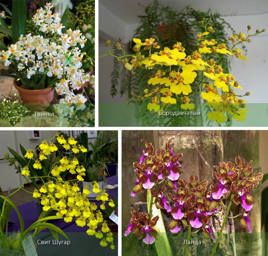Виды орхидеи онцидиум