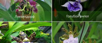 Виды орхидеи зигопеталум