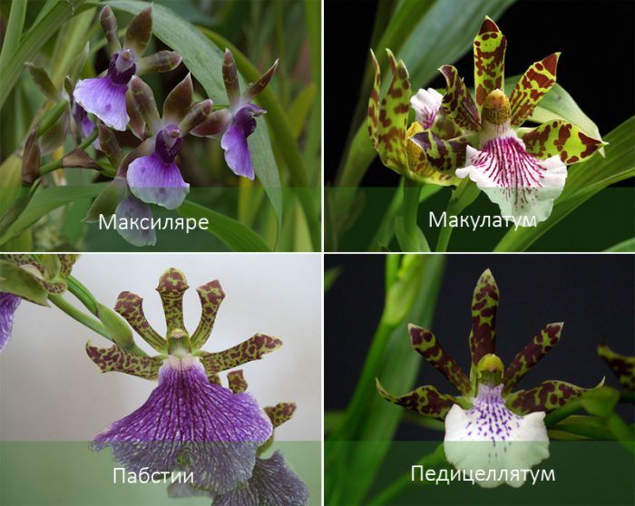 Виды орхидеи зигопеталум
