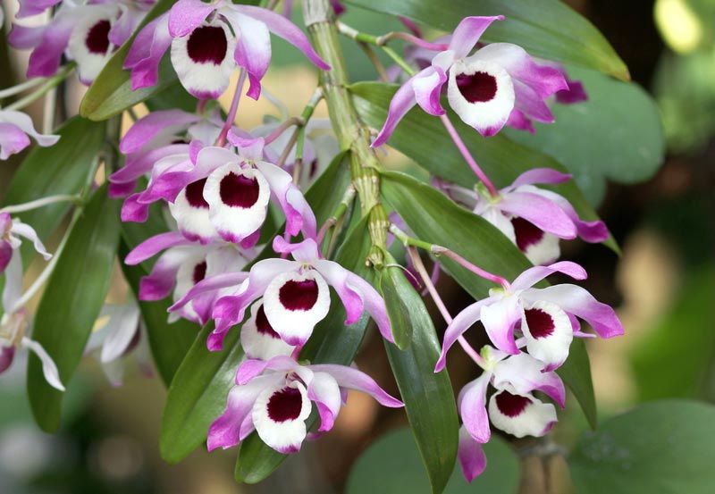 Уход за орхидеей дендробиум в домашних условиях