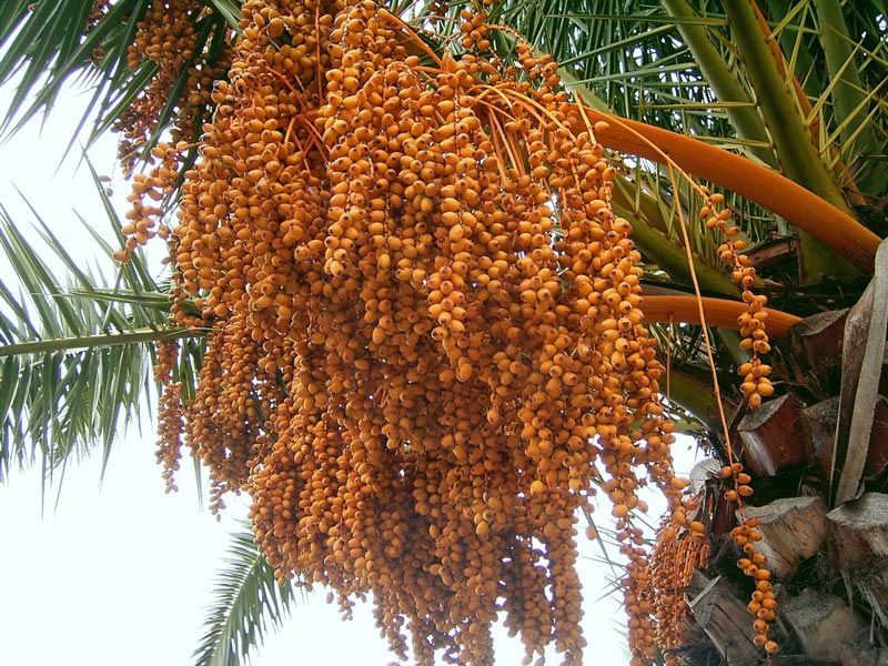 Финиковая пальма из косточки – выращивание и уход в домашних условиях, фото, видео