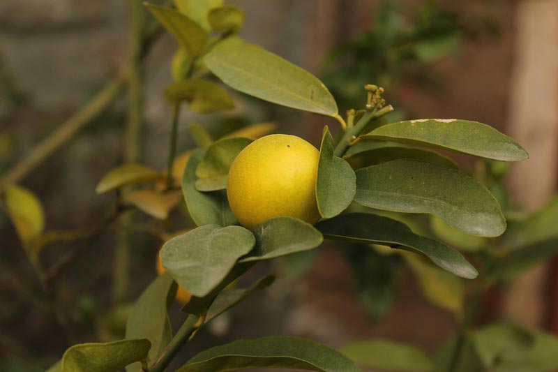 Виды лимонов комнатных. Сорта и виды лимонов для домашнего выращивания