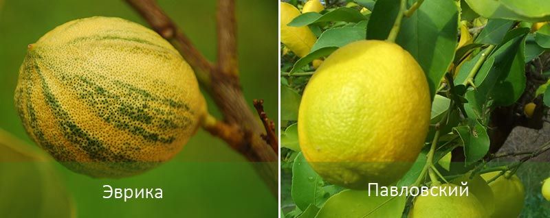 Виды лимонов