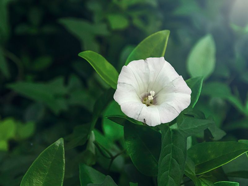 Калистегия: особенности выращивания цветущей лианы и ухода за ней