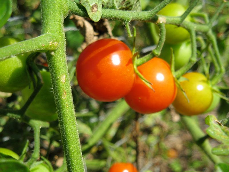 Как выращивать помидоры черри на подоконнике зимой?