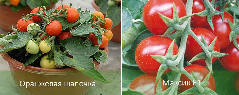 Два видов томатов