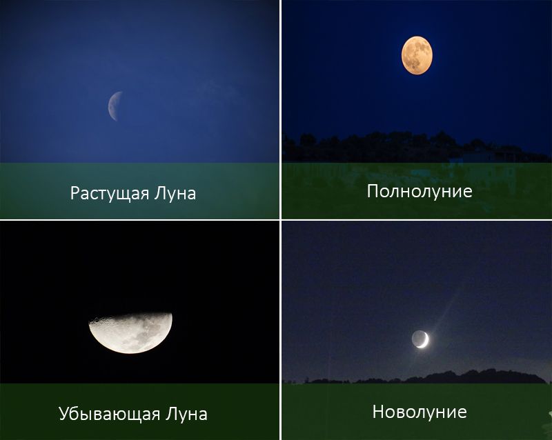 Посев и пересадка растений по фазам Луны – как работает лунный календарь
