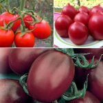 Разнообразные томаты Де барао
