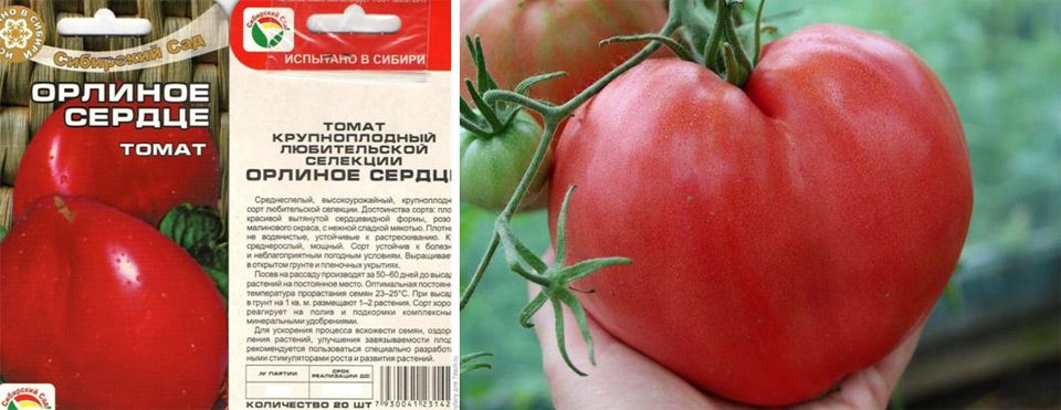 Урожайные сорта томатов для теплицы и открытого грунта