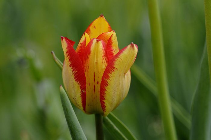 15 основных видов тюльпанов – все ли есть у вас (фото, описания, сорта)?