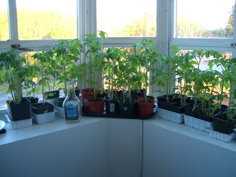 Можно ли выращивать помидоры в квартире. Выращивание помидоров на подоконнике в квартире
