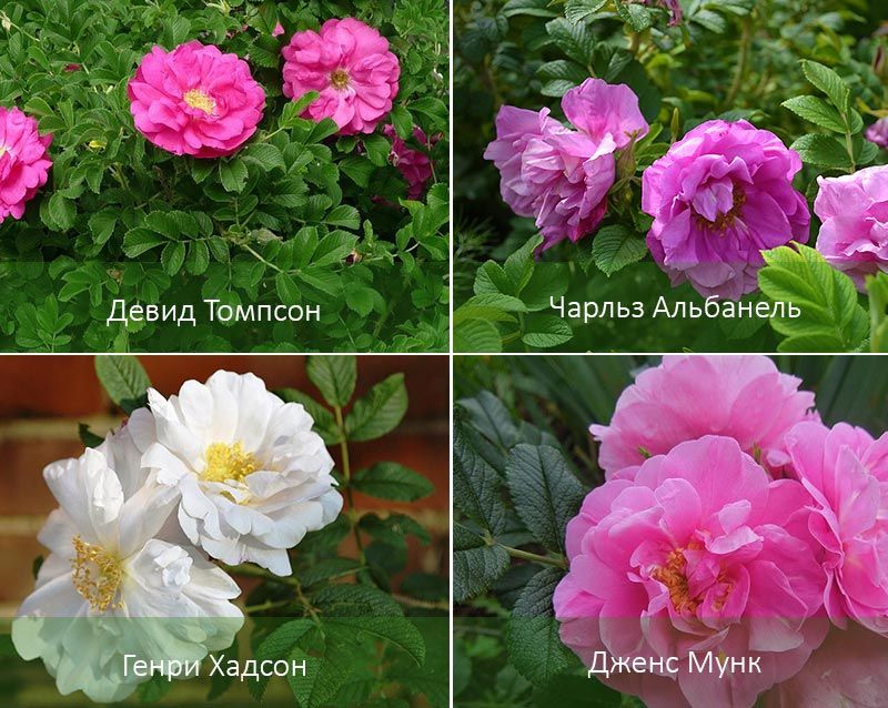 Разные виды канадской розы