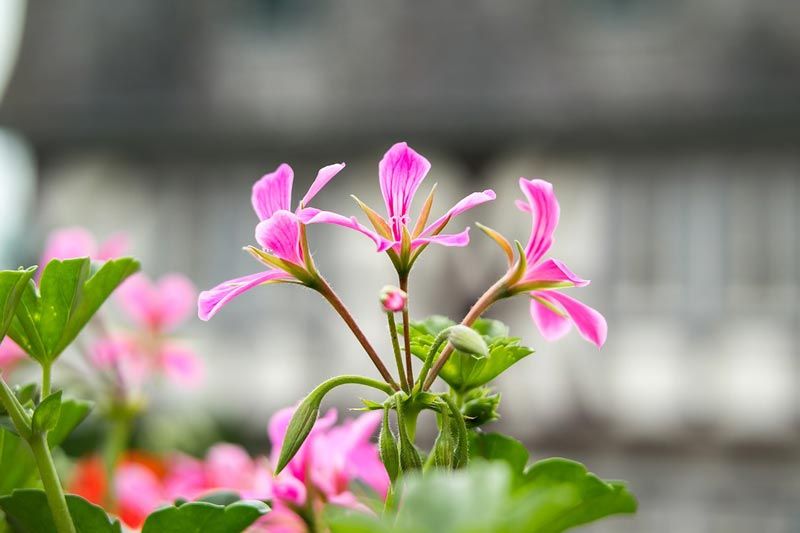 Герань - обрезка для пышного цветения весной в домашних условиях видео