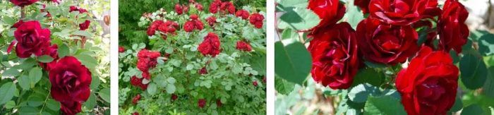 Лучшие сорта канадских роз: посадка и уход