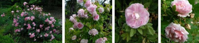 Лучшие сорта канадских роз: посадка и уход