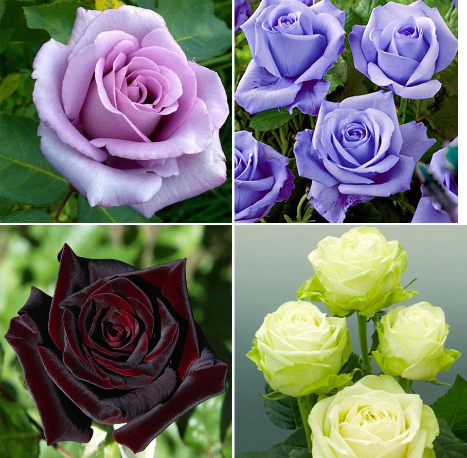 Цветовое разнообразие роз