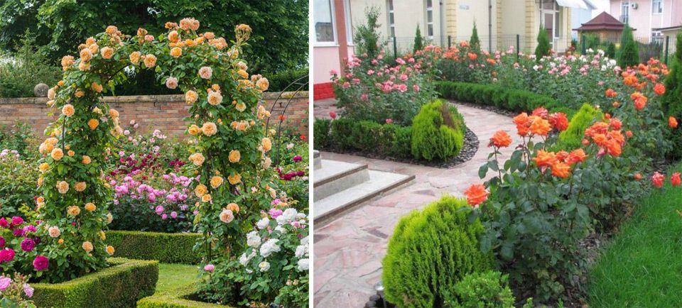 Розы в саду: дизайн и фото оригинальных розариев для украшения ландшафта