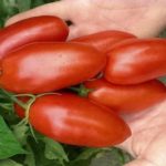 Вытянутые томаты