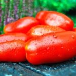 Плоды томата сорта Дамский угодник