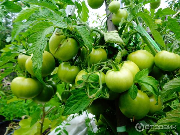 Зеленые помидоры сорта томата Катя