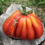 Большой плод сорта томата Пузата хата