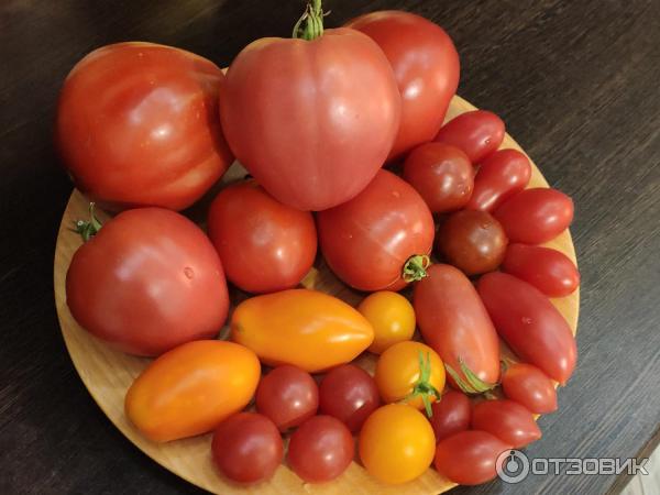 Разные томаты