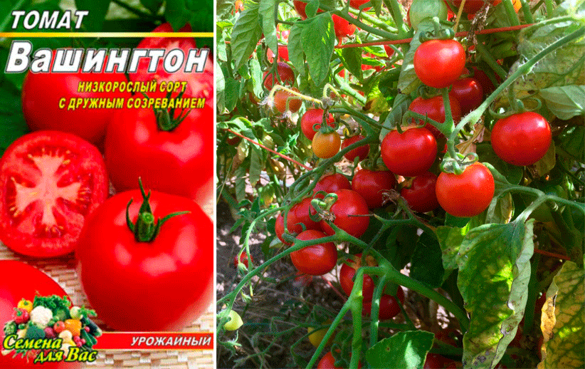 tomat vashington