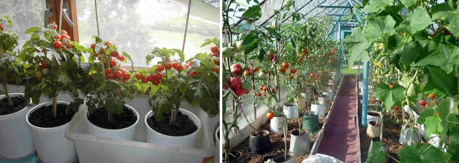 Выращивание помидор в емкостях