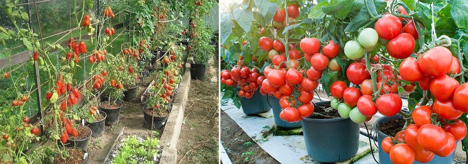 Выращивание помидоров в ведрах в теплице
