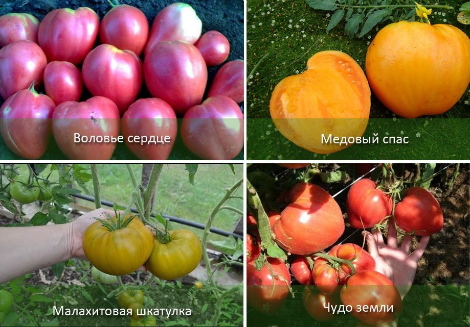Высокорослые помидоры для выращивания в ведрах