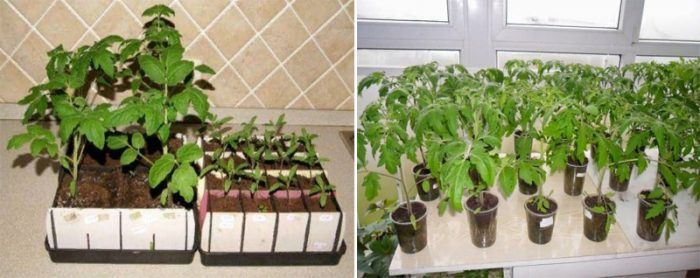 Выращивание рассады томата Пузата хата