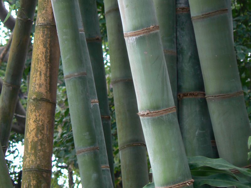 Посадка бамбука в домашних условиях. Как выращивать бамбук в домашних условиях, посадка и уход за комнатным бамбуком