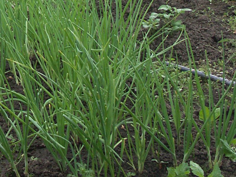 Выращивание репчатого лука – сорт Мячковский, как правильно сажать и ухаживать, когда собирать урожай и как хранить