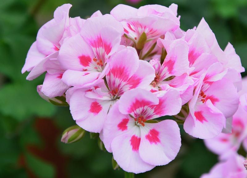 Королевская пеларгония – особенности ухода для пышного цветения, видео