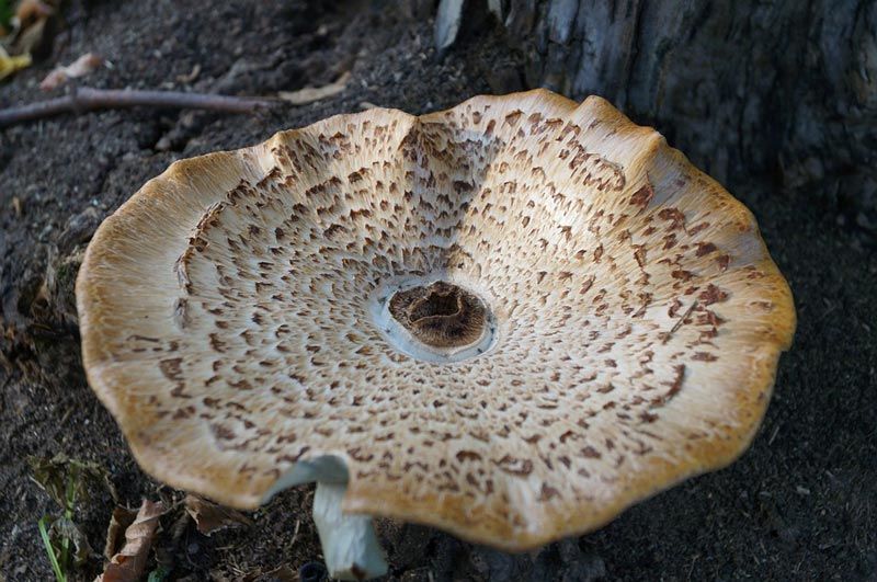 Съедобный гриб выращиваемый нa древесных отходах