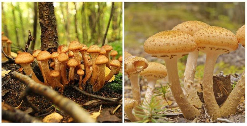 Съедобный гриб выращиваемый нa древесных отходах