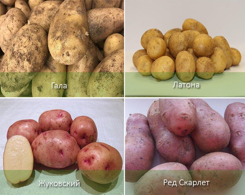 Виды картофеля
