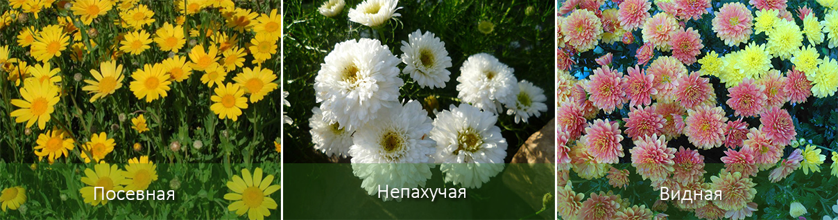 Цветы хризантемы (90 фото)