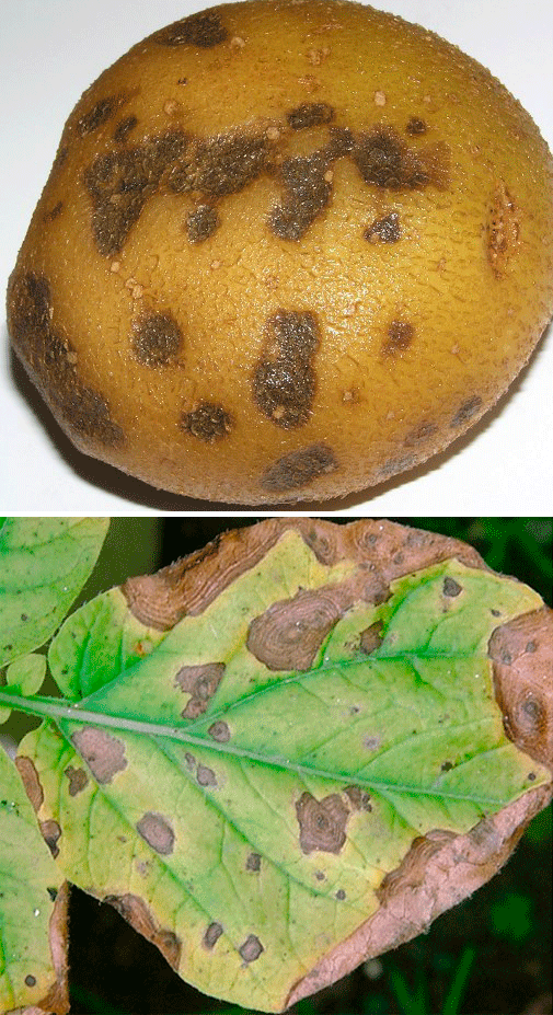 Антракноз на картофеле